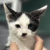 72 Black and white kittens