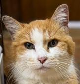 75 Ginger