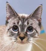Snowball